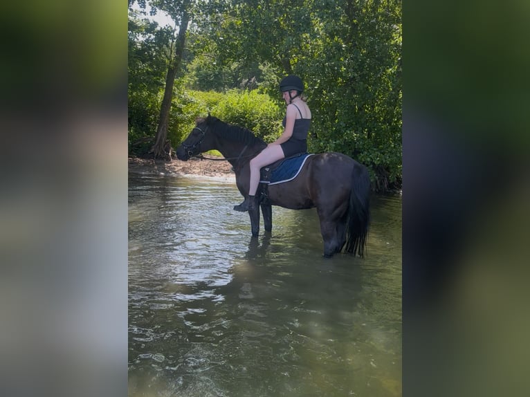 Niemiecki kuc wierzchowy Klacz 17 lat 147 cm Kara in Sch&#xF6;nkirchen