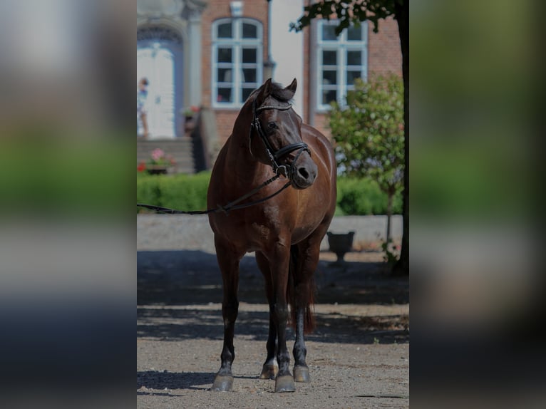 Niemiecki kuc wierzchowy Klacz 17 lat 147 cm Kara in Sch&#xF6;nkirchen