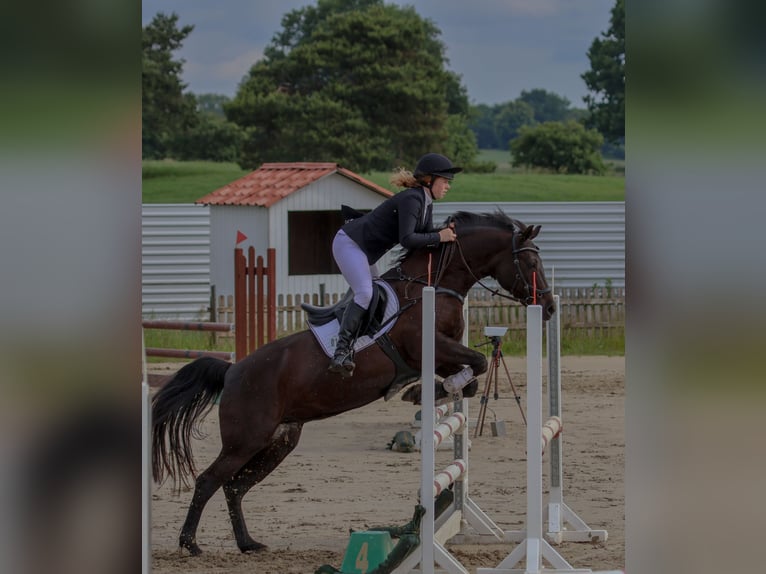 Niemiecki kuc wierzchowy Klacz 17 lat 147 cm Kara in Sch&#xF6;nkirchen