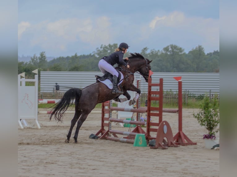Niemiecki kuc wierzchowy Klacz 17 lat 147 cm Kara in Sch&#xF6;nkirchen