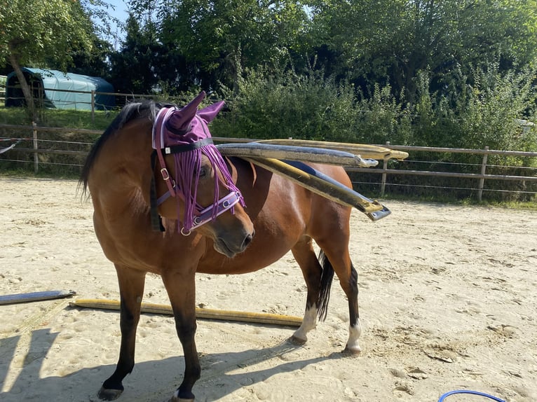 Niemiecki kuc wierzchowy Klacz 17 lat 152 cm Gniada in Eitorf
