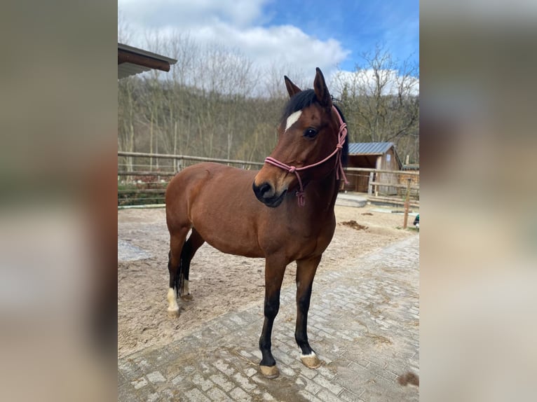 Niemiecki kuc wierzchowy Klacz 17 lat 152 cm Gniada in Eitorf