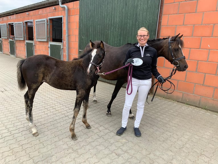 Niemiecki kuc wierzchowy Klacz 18 lat 139 cm Ciemnogniada in Risum-Lindholm