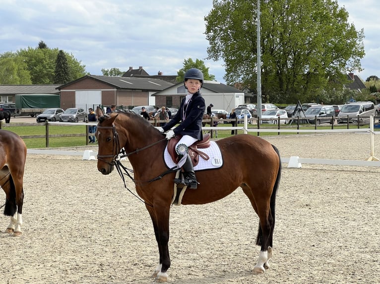 Niemiecki kuc wierzchowy Klacz 18 lat 142 cm Gniada in Uetersen