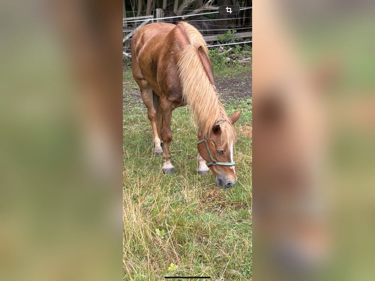 Niemiecki kuc wierzchowy Mix Klacz 18 lat 143 cm Kasztanowata in Norderstedt