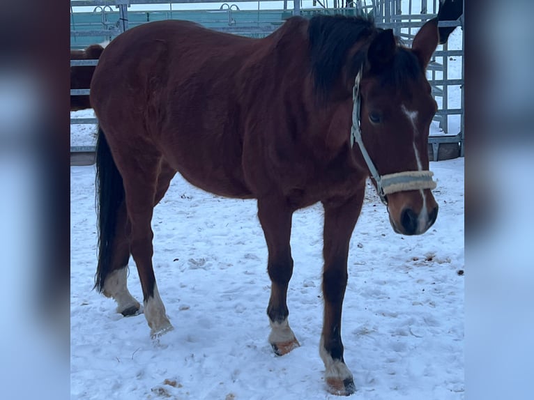 Niemiecki kuc wierzchowy Klacz 18 lat 147 cm Ciemnogniada in Bad Wildbad im Schwarzwald