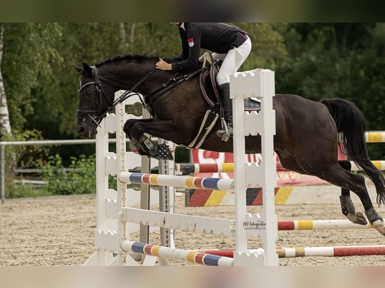 Niemiecki kuc wierzchowy Klacz 18 lat 148 cm Kara in Eichenbühl