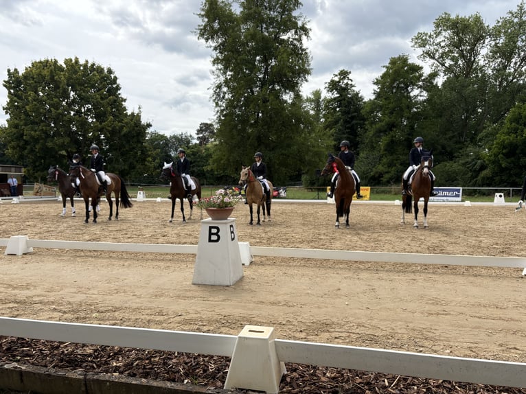Niemiecki kuc wierzchowy Mix Klacz 19 lat 140 cm Bułana in Rodgau