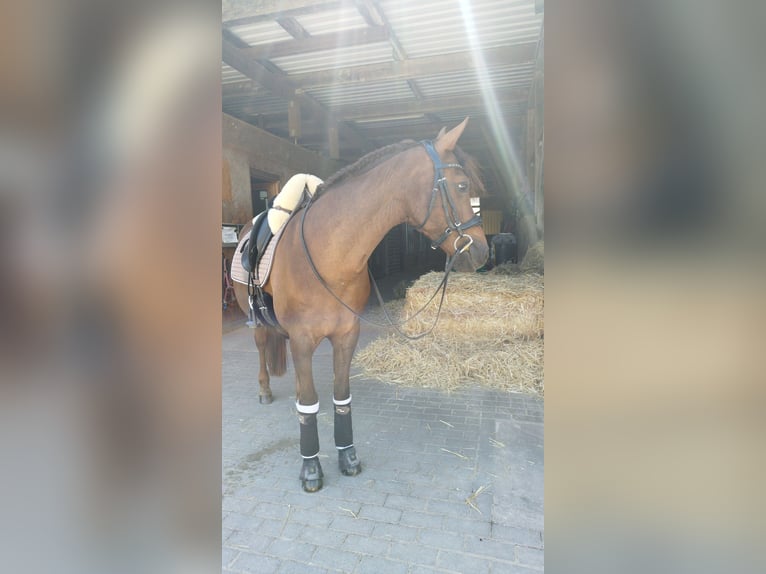 Niemiecki kuc wierzchowy Klacz 19 lat 146 cm Ciemnokasztanowata in Trier