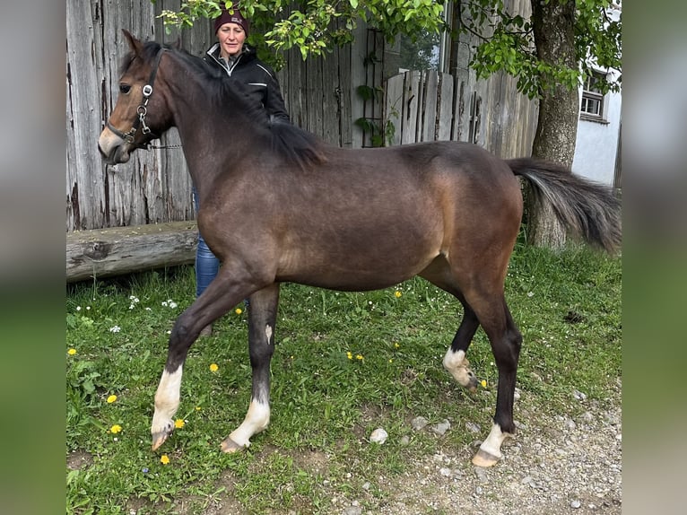 Niemiecki kuc wierzchowy Mix Klacz 1 Rok 130 cm Gniada in Ottobeuren