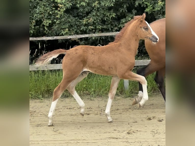Niemiecki kuc wierzchowy Klacz 1 Rok 139 cm Kasztanowata in Wuppertal