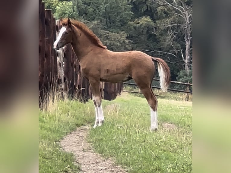 Niemiecki kuc wierzchowy Klacz 1 Rok 139 cm Kasztanowata in Wuppertal