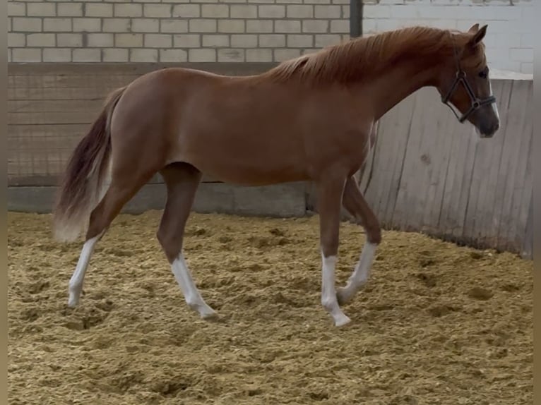 Niemiecki kuc wierzchowy Klacz 1 Rok 140 cm Kasztanowata in Wuppertal