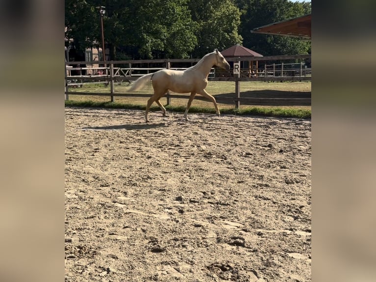 Niemiecki kuc wierzchowy Klacz 1 Rok 145 cm Izabelowata in Uchte