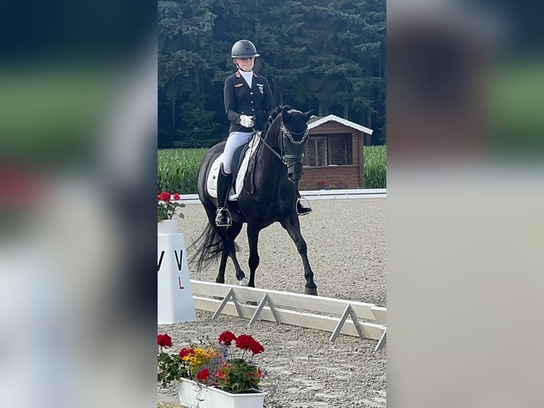 Niemiecki kuc wierzchowy Klacz 1 Rok 148 cm Kara in Oerel