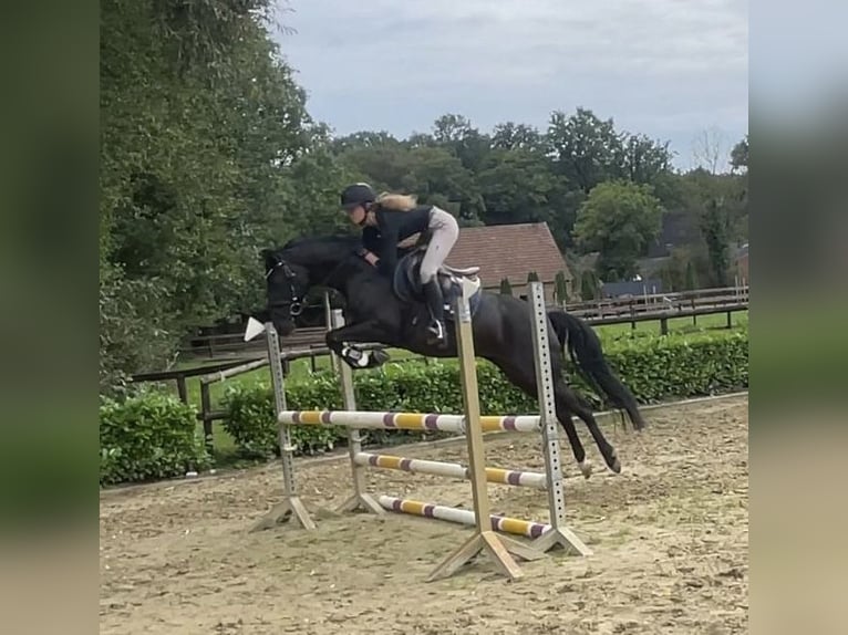 Niemiecki kuc wierzchowy Klacz 1 Rok 148 cm Kara in Oerel