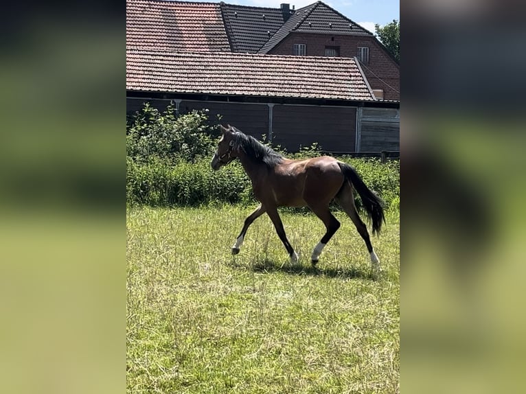 Niemiecki kuc wierzchowy Klacz 1 Rok Gniada in Datteln