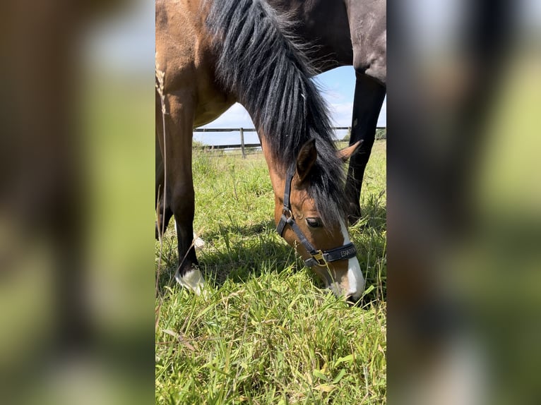 Niemiecki kuc wierzchowy Klacz 1 Rok Gniada in Datteln