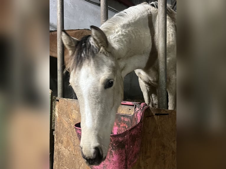 Niemiecki kuc wierzchowy Klacz 1 Rok Jelenia in Neuengörs