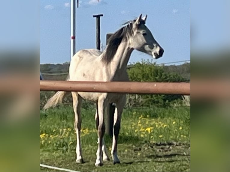 Niemiecki kuc wierzchowy Klacz 1 Rok Jelenia in Neuengörs