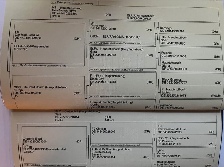 Niemiecki kuc wierzchowy Klacz 1 Rok Kasztanowata in Bösel