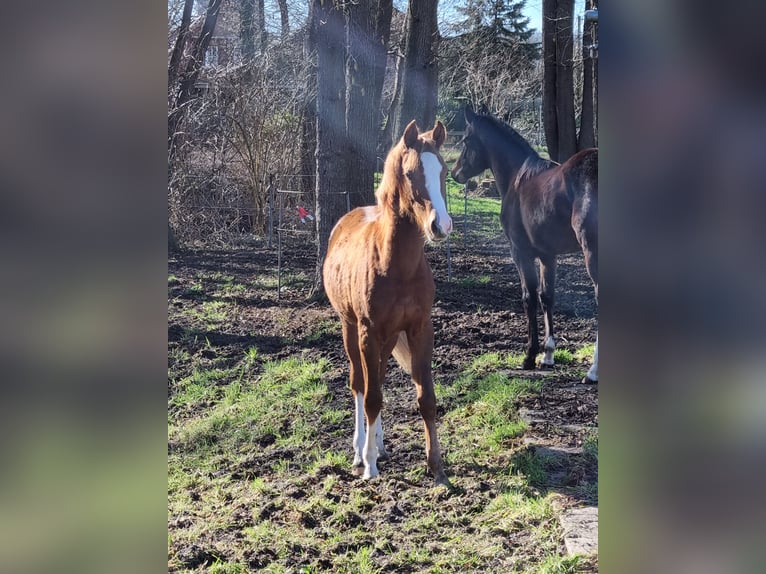 Niemiecki kuc wierzchowy Klacz 1 Rok Kasztanowata in Lohne (Oldenburg)