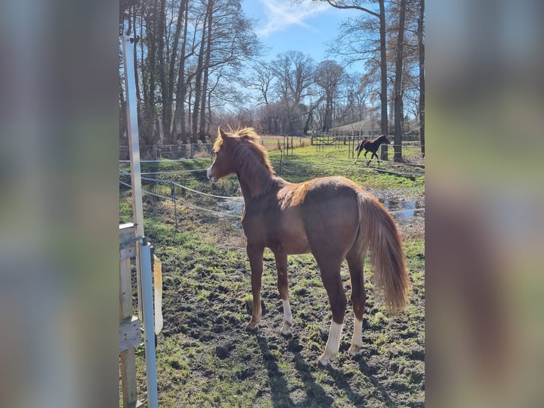 Niemiecki kuc wierzchowy Klacz 1 Rok Kasztanowata in Lohne (Oldenburg)