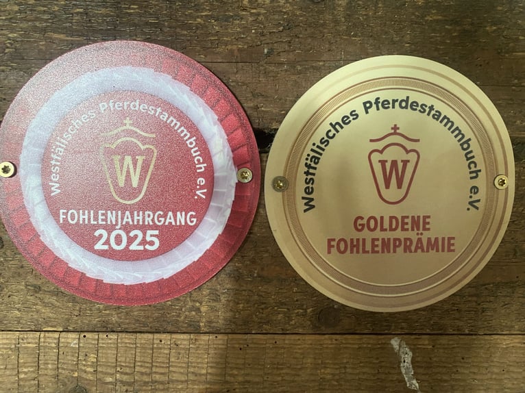 Niemiecki kuc wierzchowy Klacz 1 Rok Siwa in Espelkamp