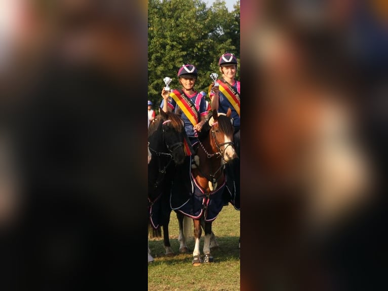 Niemiecki kuc wierzchowy Klacz 20 lat 136 cm Gniada in Rotenburg (W&#xFC;mme)
