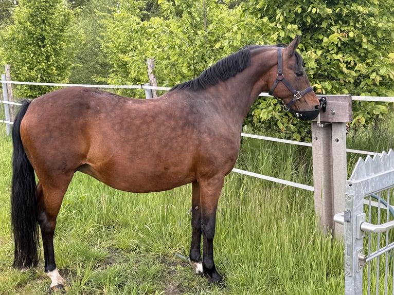 Niemiecki kuc wierzchowy Klacz 20 lat 142 cm Ciemnogniada in Dinklage