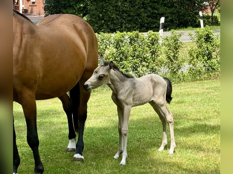 Niemiecki kuc wierzchowy Klacz 21 lat 146 cm Gniada in Beverbruch