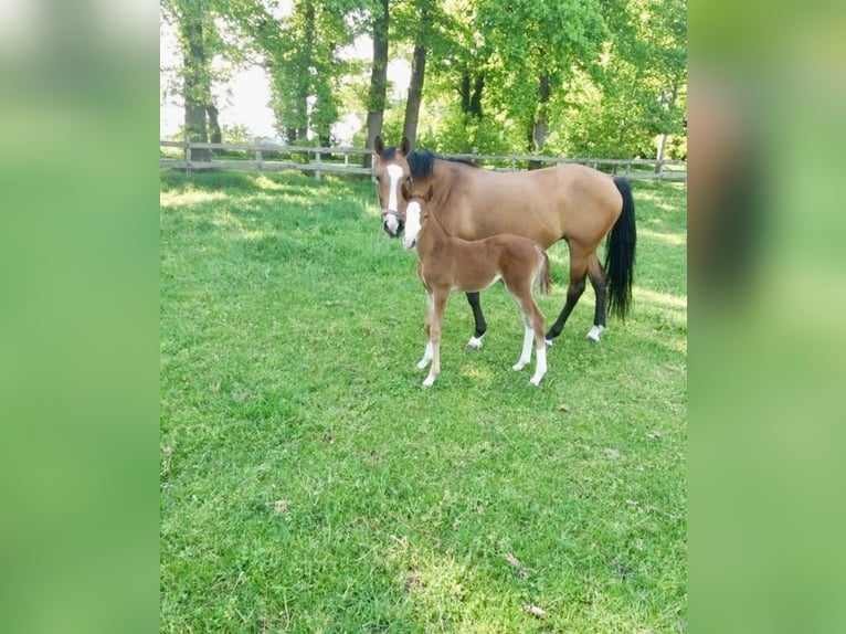 Niemiecki kuc wierzchowy Klacz 21 lat 146 cm Gniada in Beverbruch