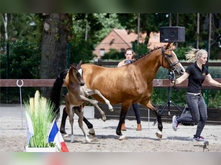 Niemiecki kuc wierzchowy Klacz 21 lat 146 cm Gniada in Beverbruch