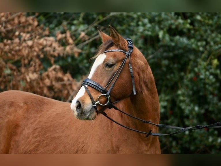 Niemiecki kuc wierzchowy Klacz 21 lat 146 cm Gniada in Beverbruch