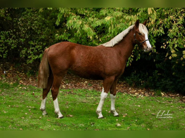 Niemiecki kuc wierzchowy Klacz 21 lat 146 cm Gniada in Beverbruch