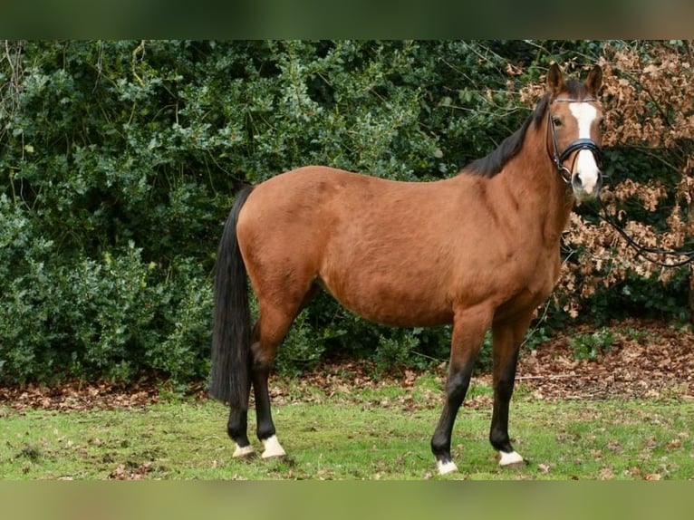 Niemiecki kuc wierzchowy Klacz 21 lat 146 cm Gniada in Beverbruch
