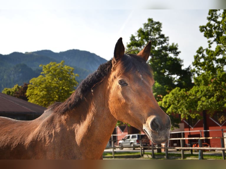 Niemiecki kuc wierzchowy Klacz 21 lat 151 cm Gniada in Reutte