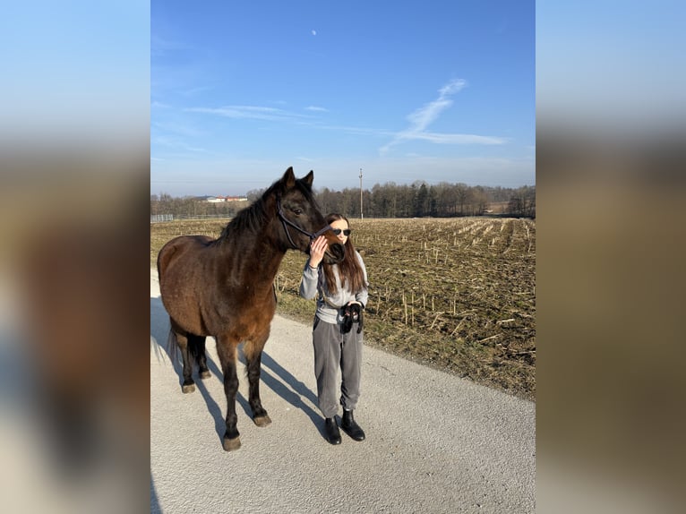 Niemiecki kuc wierzchowy Klacz 22 lat 137 cm Gniada in Waldneukirchen