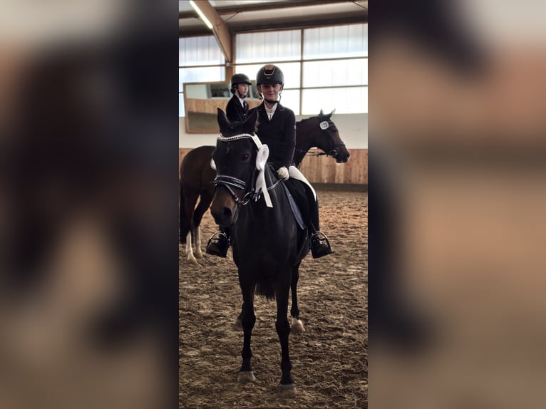 Niemiecki kuc wierzchowy Klacz 22 lat 146 cm Ciemnogniada in Warendorf