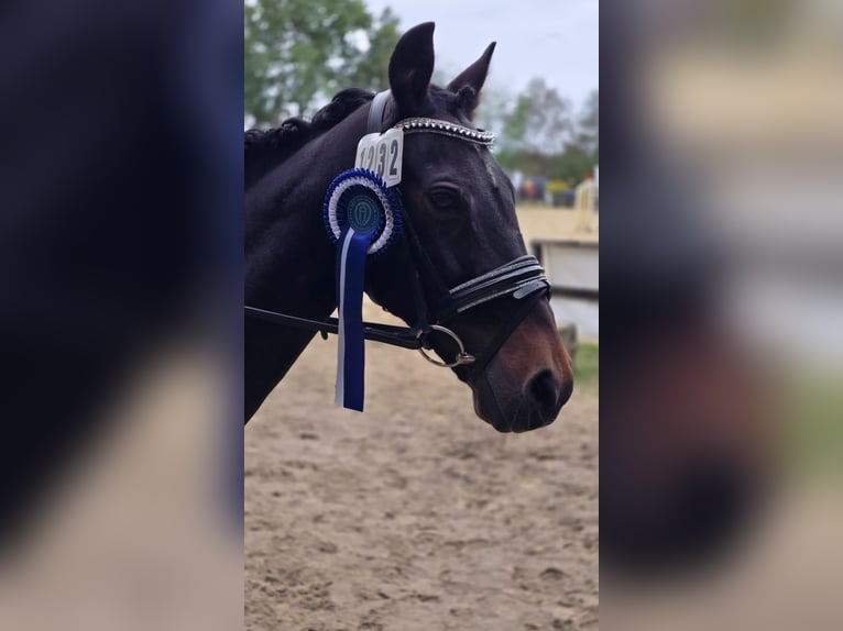 Niemiecki kuc wierzchowy Klacz 22 lat 146 cm Ciemnogniada in Warendorf