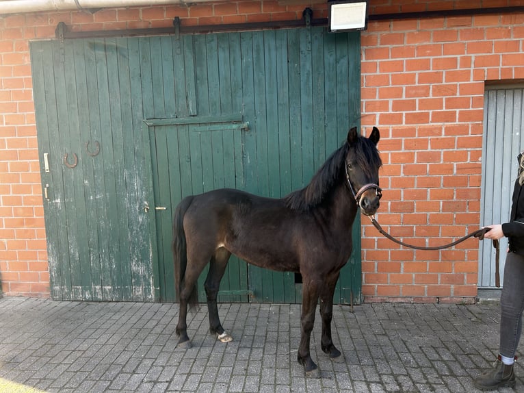 Niemiecki kuc wierzchowy Klacz 2 lat 132 cm Ciemnogniada in Friesoythe
