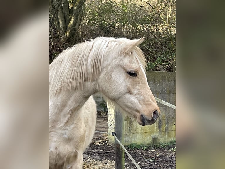 Niemiecki kuc wierzchowy Klacz 2 lat 140 cm Izabelowata in Bitburg