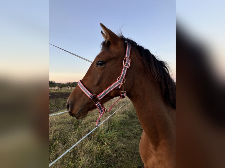 Niemiecki kuc wierzchowy Klacz 2 lat 141 cm Gniada in Talinn, Harjumaa