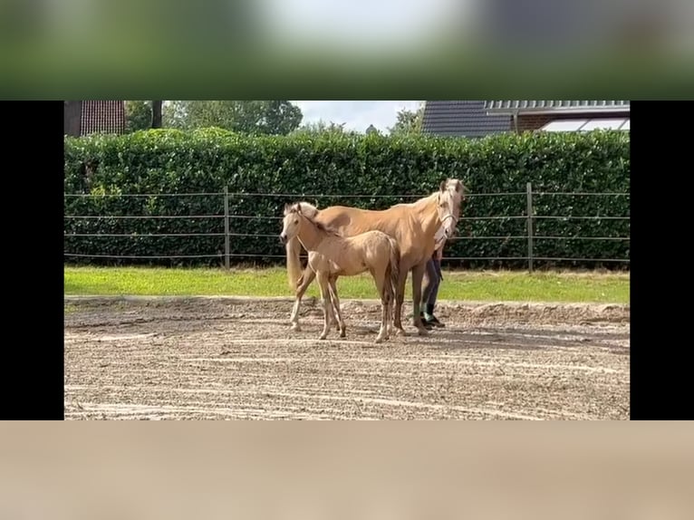 Niemiecki kuc wierzchowy Klacz 2 lat 143 cm in BROCKUM