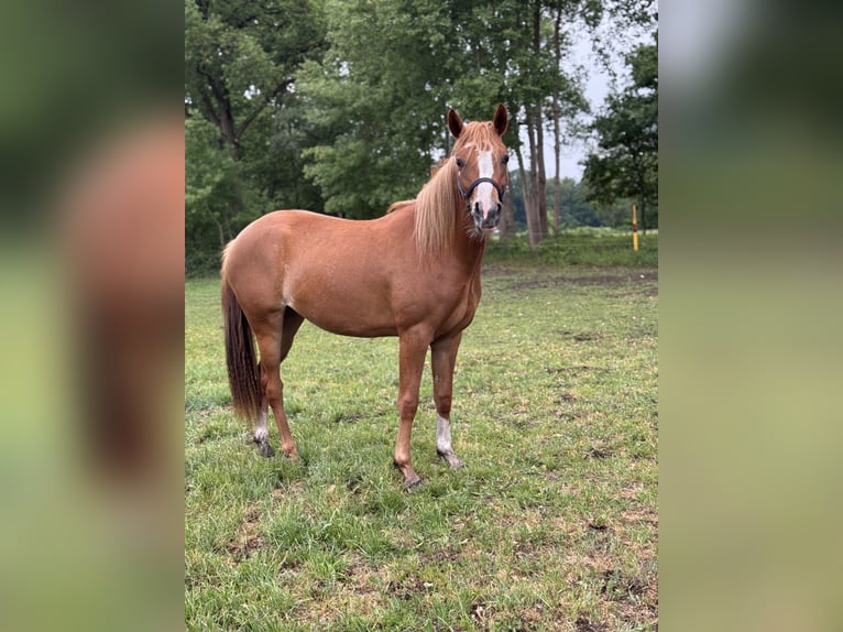 Niemiecki kuc wierzchowy Klacz 2 lat 145 cm Cisawa in Hassendorf