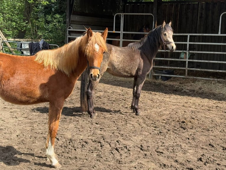 Niemiecki kuc wierzchowy Klacz 2 lat 145 cm Jelenia in Worpswede