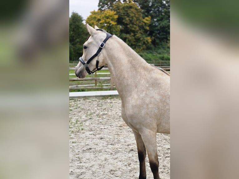 Niemiecki kuc wierzchowy Klacz 2 lat 145 cm Jelenia in Weilerswist