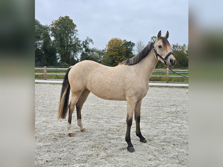 Niemiecki kuc wierzchowy Klacz 2 lat 145 cm Jelenia in Weilerswist