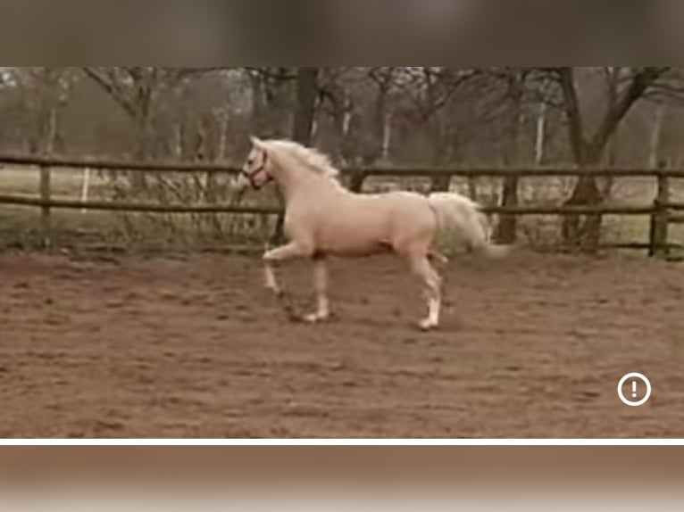Niemiecki kuc wierzchowy Klacz 2 lat 145 cm Kasztanowata in Münstermaifeld