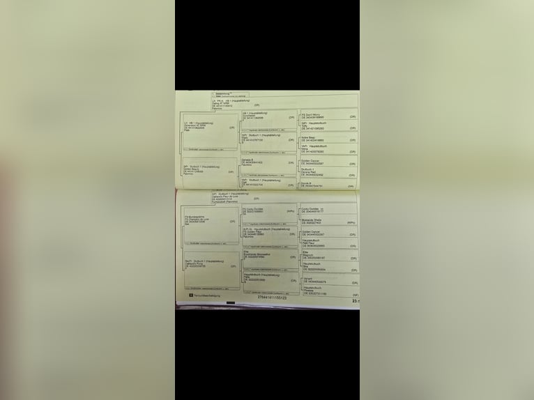 Niemiecki kuc wierzchowy Klacz 2 lat 146 cm Cremello in Swisttal